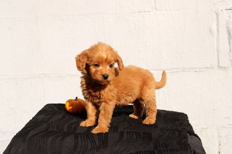 puppy, for, sale, Mini Goldendoodle F1, Matthew B. Stoltzfus, dog, breeder, Gap, PA, dog-breeder, puppy-for-sale, forsale, nearby, find, puppyfind, locator, puppylocator, aca